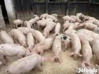 หมูป่าตัวผู้, หมู — รูปภาพ 1