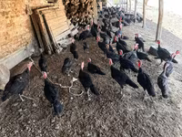 Turkeys — foto 8