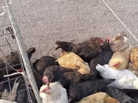 Chickens — عکس 1