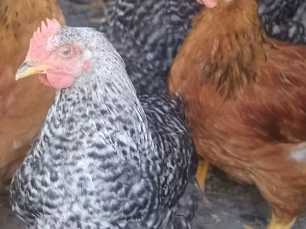 Chickens
