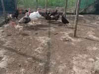 Turkeys — ፎቶ 8