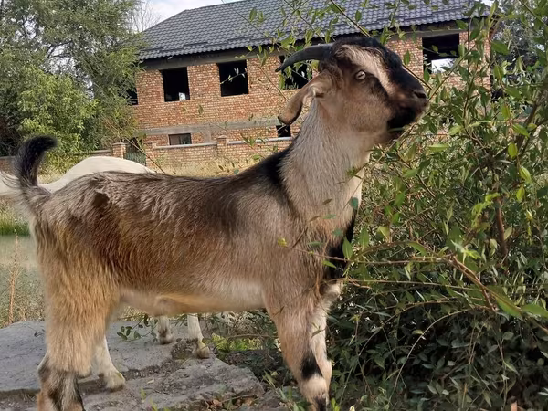 Kozel, Saanen goat