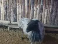 مینڈھا, بھیڑیں — تصویر 6