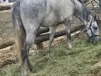 گھوڑا, Lipizzaner — تصویر 7