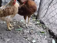 Chickens — الصورة 1