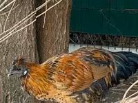 Chickens — foto 8