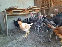Turkeys — ფოტო 2