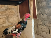 Chickens — zdjęcie 2