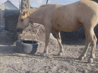 Бие, Palomino — 3-сурет