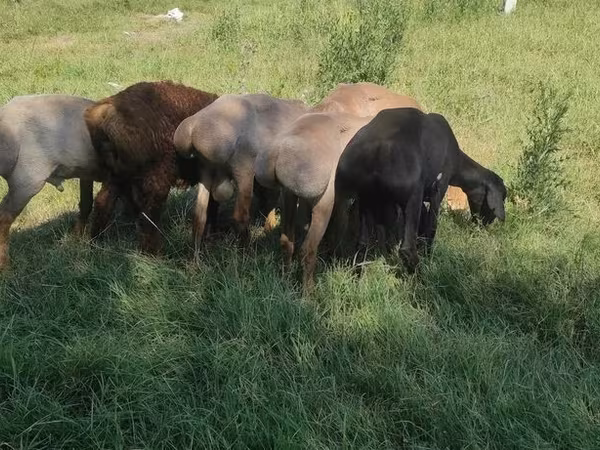 Kazakh fat-tailed coarsewool sheep