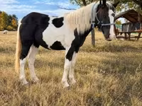 Kuda betina, Gypsy horse — foto 2
