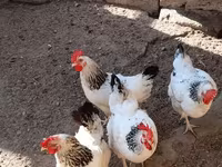 لاکنفلدر — عکس 3