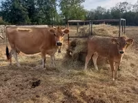 Vache, Race Jersey — photo 6