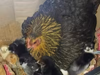 Chickens — foto 2