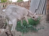 बकरी, Saanen goat — फ़ोटो 2