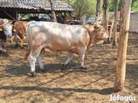 گاو نر, گاو — عکس 2