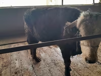 Bull, Cattle — photo 5