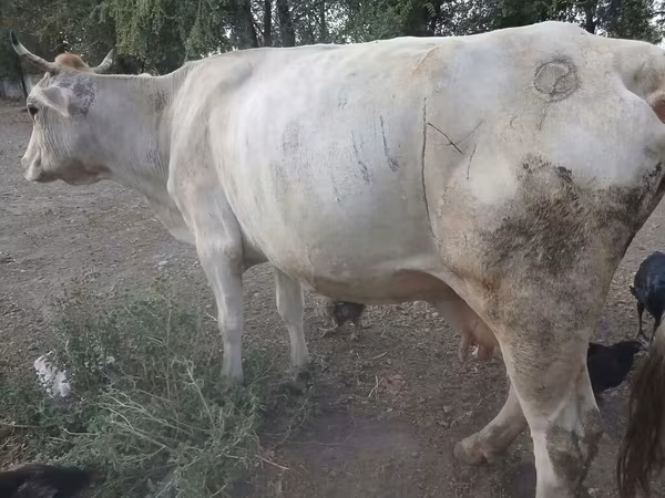 Lembu betina, Swiss cattle