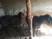 بھیڑ, بھیڑیں — تصویر 4