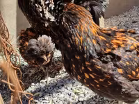 Chickens — foto 3