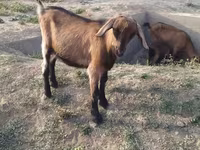 Oğlak, Saanen goat — foto 2