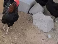 Chickens — foto 1
