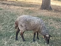Schaf, Romanov sheep — Foto 1