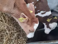 Tyre, Charolais cattle — foto 2