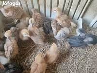 Chickens — foto 5