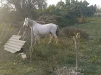 Koń, Azerbaijan horse — zdjęcie 5