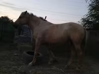 Stute, Palomino — Foto 4