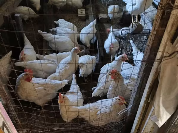 Chickens — Kyrgyzstan