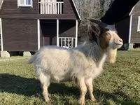 Geit, Toggenburg goat — foto 5