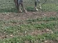 At, Karabakh horse — foto 3