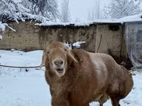 Baran, Owce — zdjęcie 3