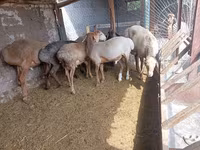 Berbec, Rhon sheep — foto 1