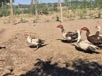 Ducks — photo 5