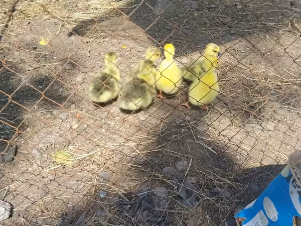 Geese