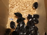 Chickens — foto 1
