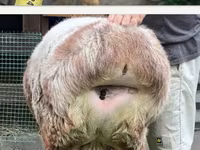 Schaf, East Friesian Dairy sheep — Foto 5
