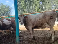 Ko, Swiss cattle — foto 6