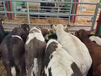 Lembu jantan, Simmental cattle — foto 4