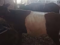 Cow, Cattle — photo 6