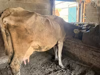 بقرة, Swiss cattle — الصورة 1