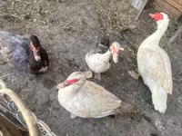 Ducks — الصورة 1