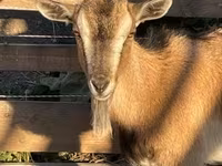 Ged, West African dwarf goats — foto 1