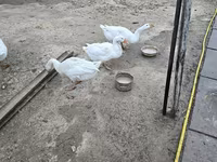 Geese — fotografija 6