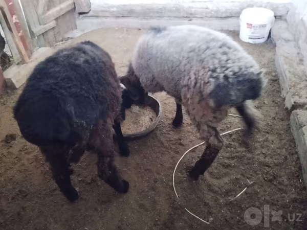 Kambing jantan, Sheep