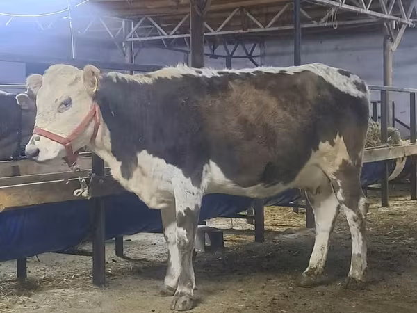 Cow, Simmental cattle — Kyrgyzstan