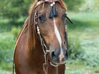 母马, Quarter Horse — 照片 6